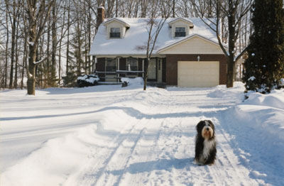 Boomer standing in the snow-covered driveway.